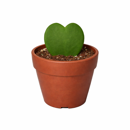 Hoya Sweetheart