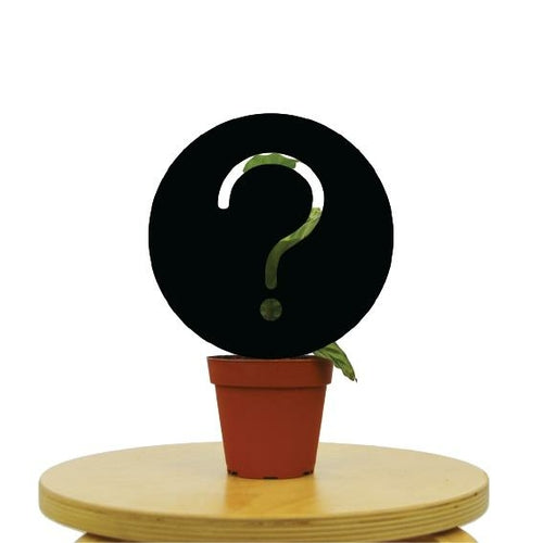 Mystery House Plant